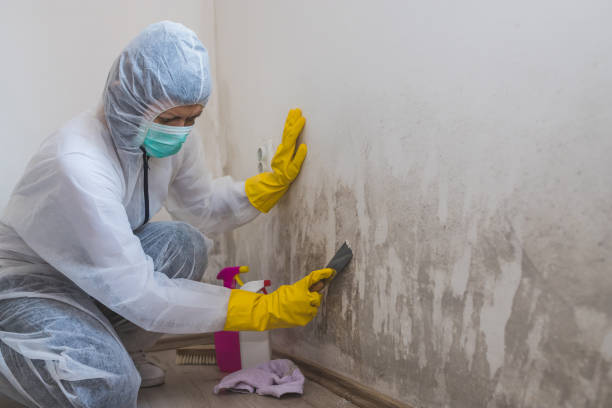 Best Basement Mold Remediation in Ironton, OH