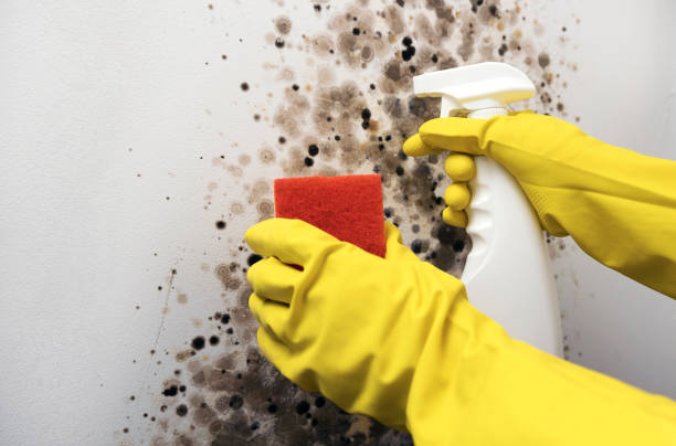 Professional Mold Remediation in Ironton, OH