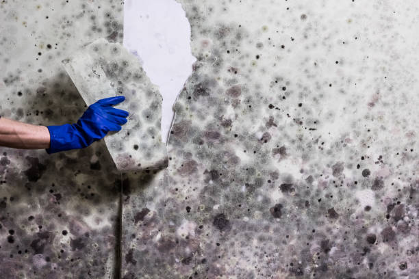 Best Residential Mold Remediation in Ironton, OH