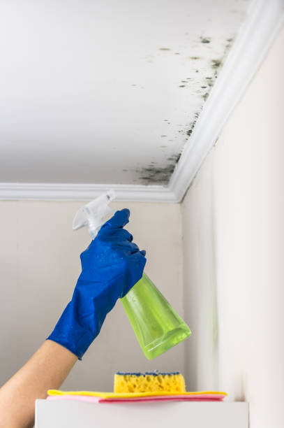 Best Localized Mold Remediation (e.g., coastal areas, humid climates) in Ironton, OH